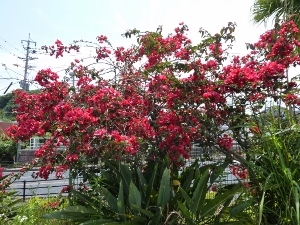 P1010770 (300x225).jpg